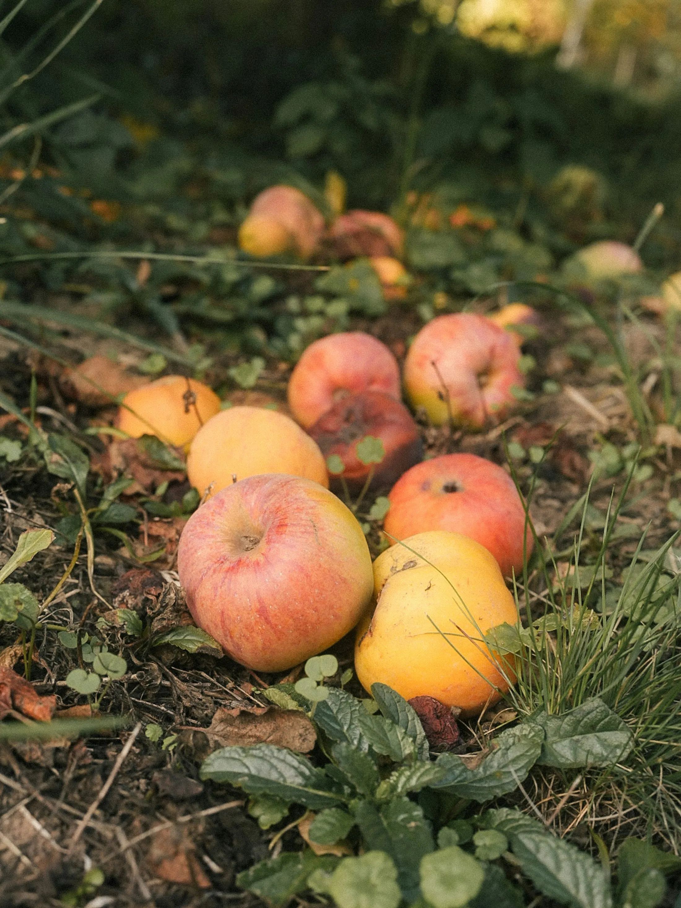 Les pommes du verger, pour le cidre